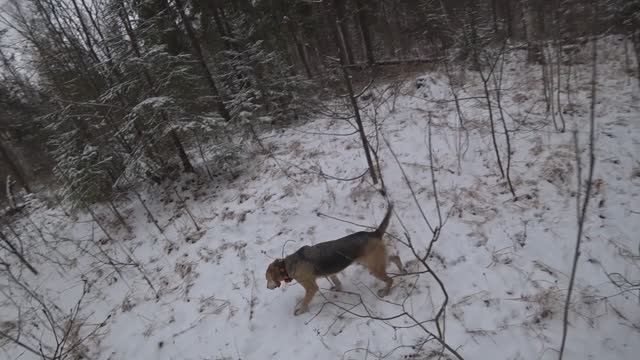 РГ Побудка (Стрелка) (2 года 8 месяцев) ВПКОС 7132/24. Охота на зайца беляка. Сложный заяц