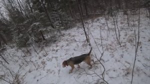 Русская гончая Побудка (Стрелка) (2 года 8 месяцев). Охота на зайца беляка. Сложный заяц