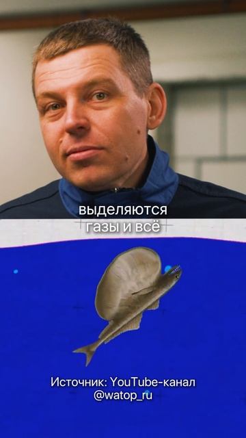 Чудеса-природа! Эта рыбина может съесть в разы больше, чем сама... #рыба #рыбы #природа #животные смотреть онлайн