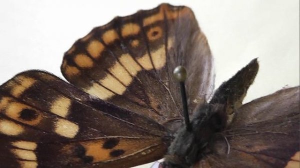 ИЗ МИРА: 181. Apatura metis (переливница метида)