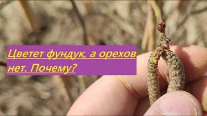 Цветение Ивантеевских сортов фундука в средней полосе (Татарстан). Почему нет орехов?