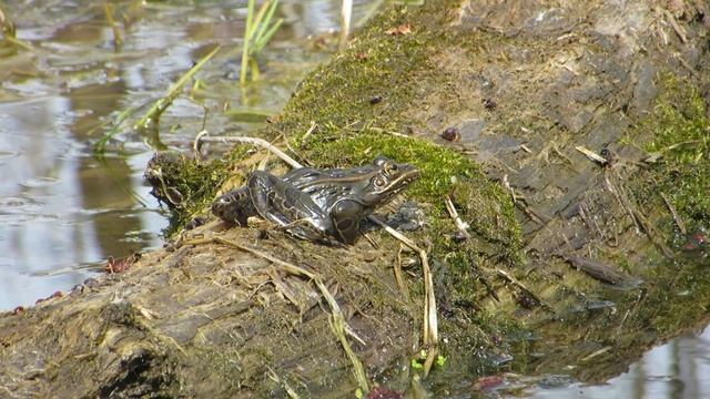 Northern Leopard Frog (Lithobates pipiens) calling on a log. смотреть онлайн