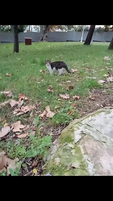 Meow Meow Exploring the Mystique of Istanbul's Wild Street Cats смотреть онлайн