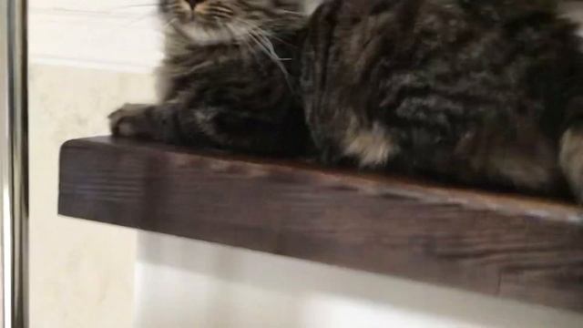 Познакомьтесь это кот Слава🤝👍 смотреть онлайн