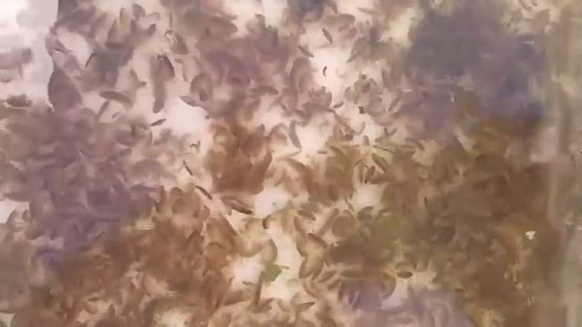 gammarus pulex - uzgojni potok kremenik смотреть онлайн