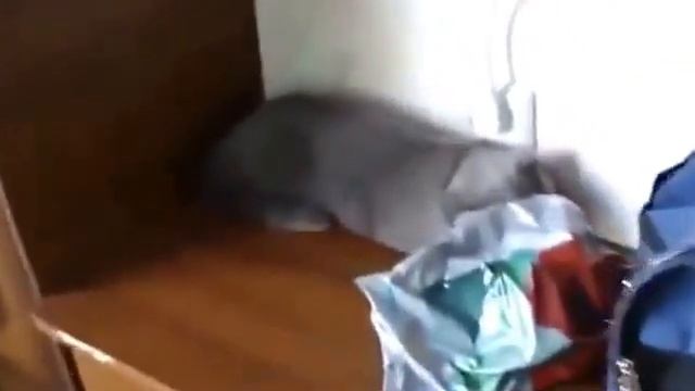 Коту стыдно!!! за то что сделал!!! смотреть онлайн
