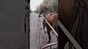 цыганские лошади