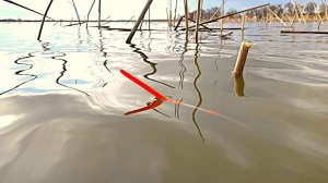 ЖОР ТРОФЕЙНЫХ КАРАСЕЙ, САЗАНЫ НА ПОПЛАВОК!!!! РЫБАЛКА НА ПОПЛАВОК ВЕСНОЙ