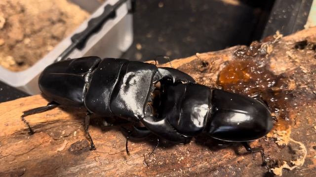 アンタエウスオオクワガタvsスマトラオオヒラタクワガタ Dorcus antaeus vs Dorcus titanus yasuokai смотреть онлайн