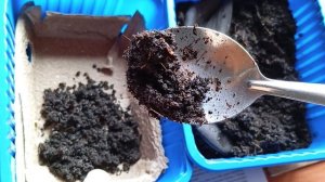 Выращивание червя дендробена из коконов