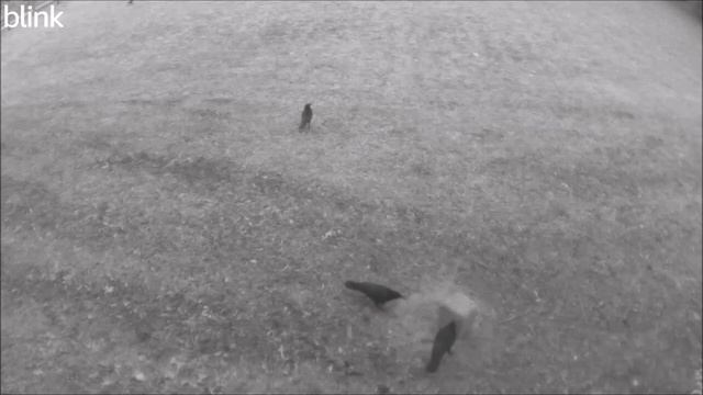 02 23 24 Several visitors to the Black Ops Mineral Block. Daily Long Video смотреть онлайн