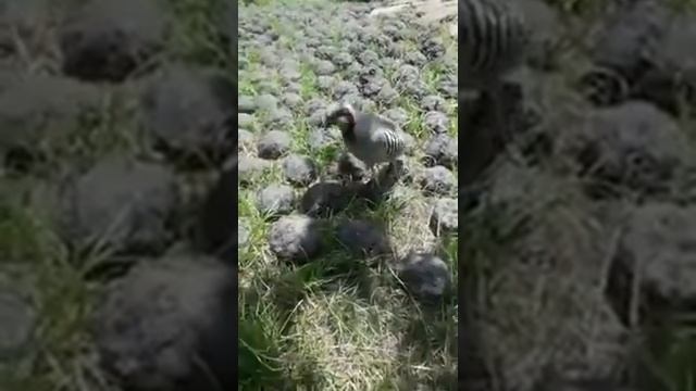 KAKLIK BOQISH @DONI.TV77