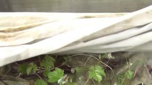 Заморозки по саду и винограду. Как отнестись? Что делать?