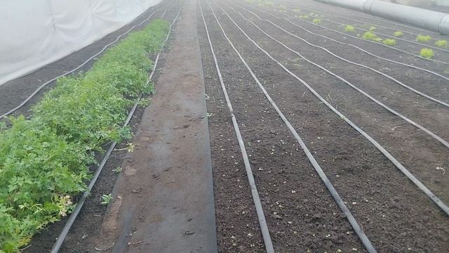 Что высадили и что растет в теплице на 30 марта 2025