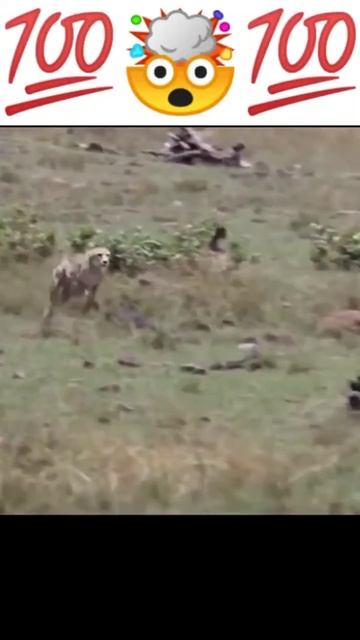 #cheetah #respect #animals смотреть онлайн