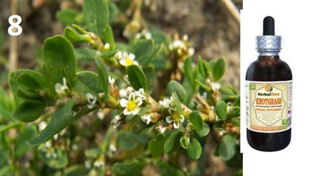 flavonoids test2 смотреть онлайн