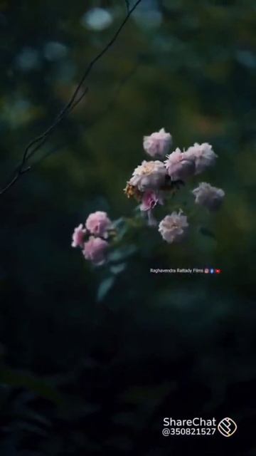 Vaseegara Bombay Jayashree Bgm