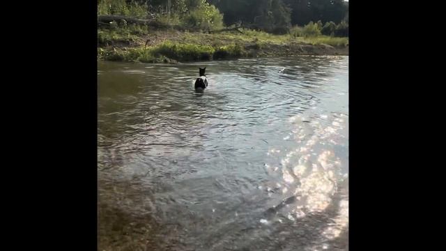 Cerberus the Doberman creek adventures смотреть онлайн