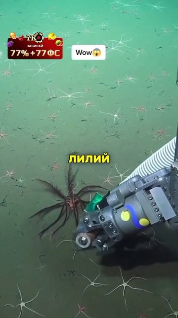 Это что?😱😱 #рекомендации #юмор #животные смотреть онлайн