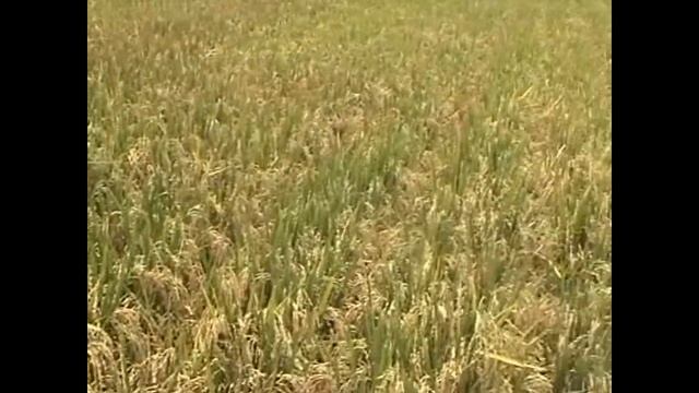 ЭТО ПРАВИЛЬНЫЙ СПОСОБ ПОСАДКИ РИСА !? смотреть онлайн