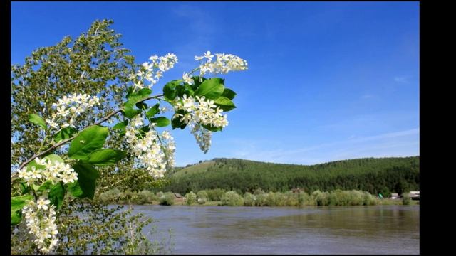 За рекой луга зазеленели... Иван Бунин. смотреть онлайн