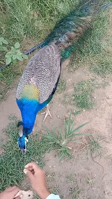 @letslearnwithNishasingh #nature #natural #birds #bird #peacock #birdslover #viral#art#shorts смотреть онлайн