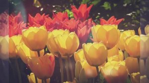 #ТюльпаныПоютОвесне#Видеоklass#ЖаннаДаценко#цветы#красота#природа#весна#мелодия#