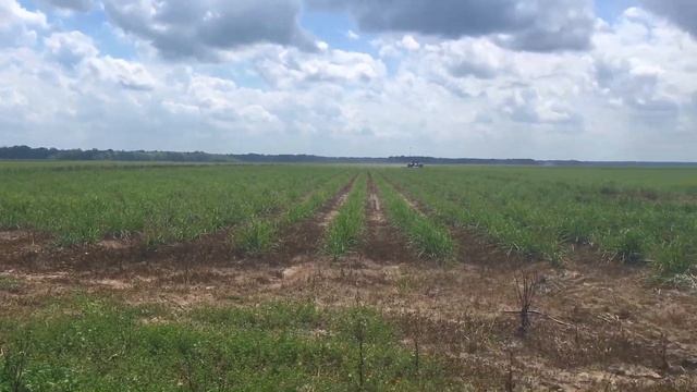 SPRING TILLAGE & CULTIVATION OF SUGARCANE 2020 смотреть онлайн