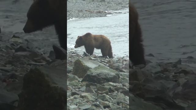 полуостров Кони смотреть онлайн