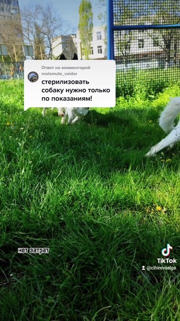 стерилизация собаки смотреть онлайн