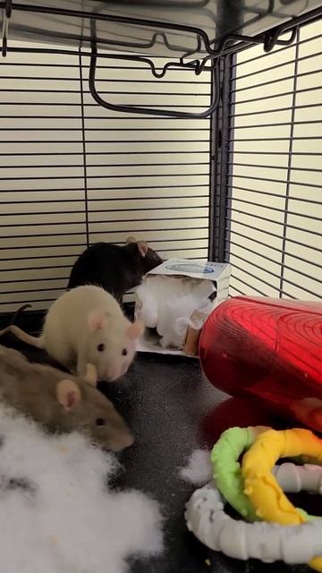 Rats Figuring Out kleenex Box Enrichment смотреть онлайн