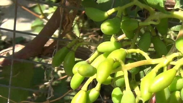 ВИНОГРАД в Подмосковье в ИЮЛЕ. Что МОЖНО и НУЖНО СДЕЛАТЬ смотреть онлайн