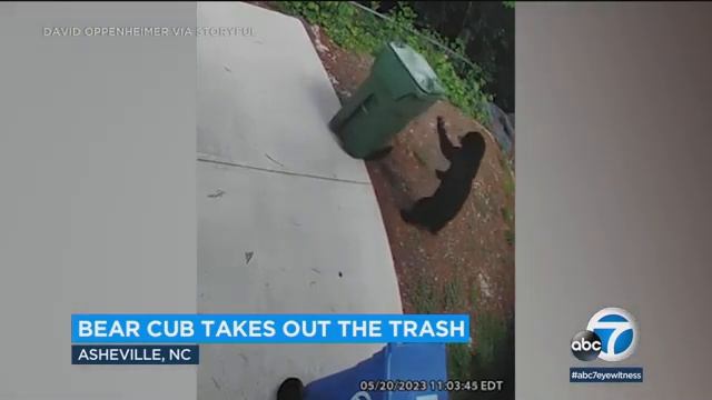 Bear caught on security camera rolling around trash bin смотреть онлайн