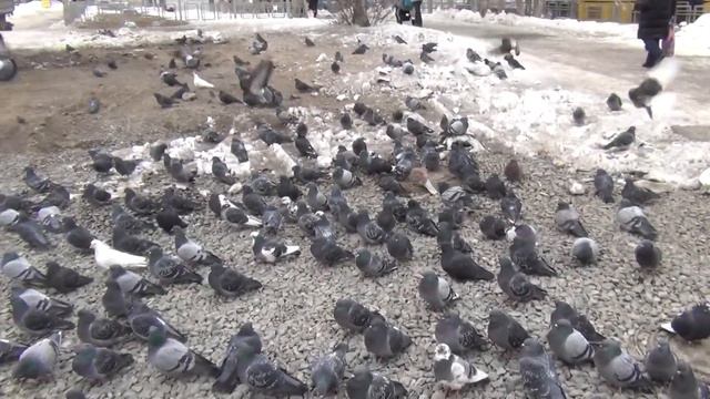 Голуби. Тюмень смотреть онлайн