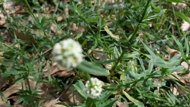 BORRERIA SPINOSA #flores #flawer #flor смотреть онлайн
