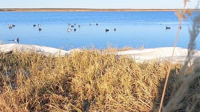 Утки прут и прут. Охота в Якутии.