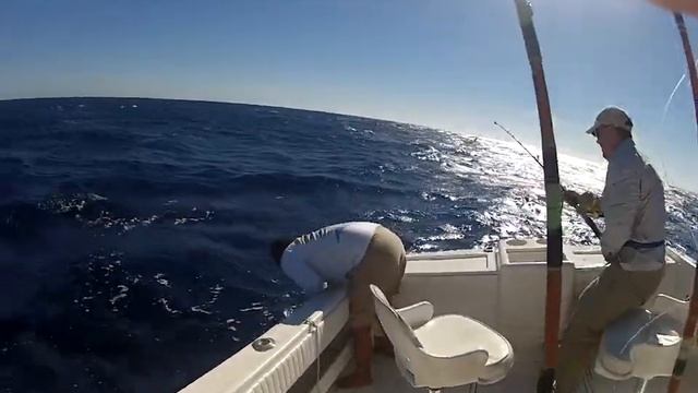 Nice Marlin from the East Cape смотреть онлайн