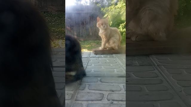 коты 2024 смотреть онлайн