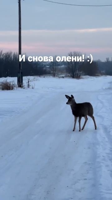 Опять канадские олени :) смотреть онлайн
