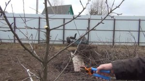 ВЕСЕННЯЯ обрезка молодой яблони в Апреле. Её вид через год
