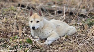 Щенок Дара в берёзках