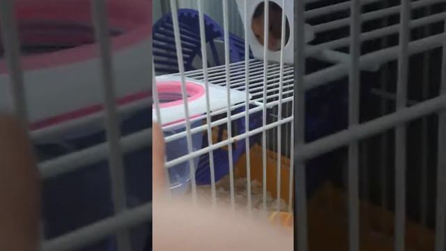 новый канал про 2-х животных смотреть онлайн