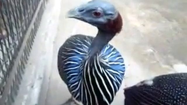 blue pheasant смотреть онлайн