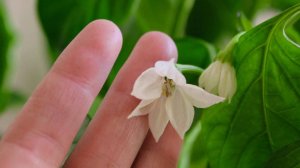 Что делать, если рассада перцев зацвела