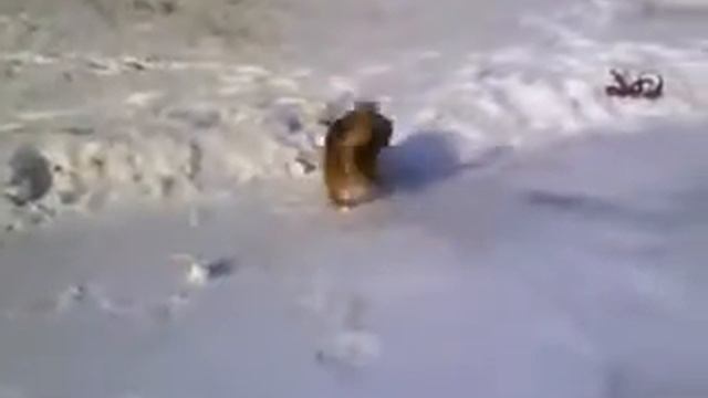 Собака на льду смотреть онлайн