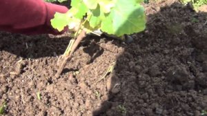 Как ПОСАДИТЬ САЖЕНЕЦ ВИНОГРАДА. ПРОСТОЙ, НАДЕЖНЫЙ, ПРОВЕРЕННЫЙ СПОСОБ