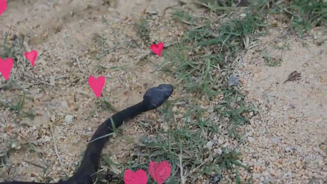 Agkistrodon Piscivorus facts 🐍 Cottonmouth 🐍 Water Moccasin 🐍 Swamp Moccasin 🐍 смотреть онлайн