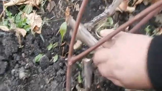 Виноград.Формировка.Новые рукава.Сад Зауралья. смотреть онлайн