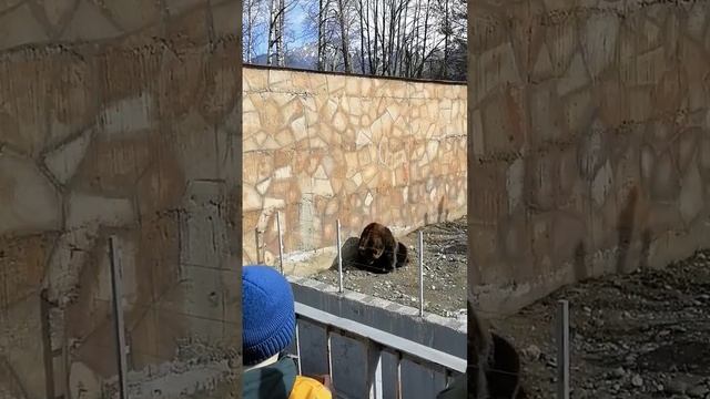 медведь кидает салам смотреть онлайн