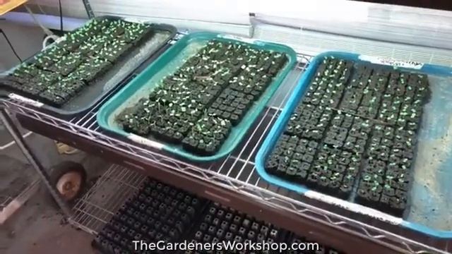 Lisa Live! Hydrangeas, Hellebores, and Babies! (FEBRUARY 2, 2019) смотреть онлайн